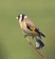 /album/my-local-birding-gallery/goldfinch-at-dewsbury-jpg/